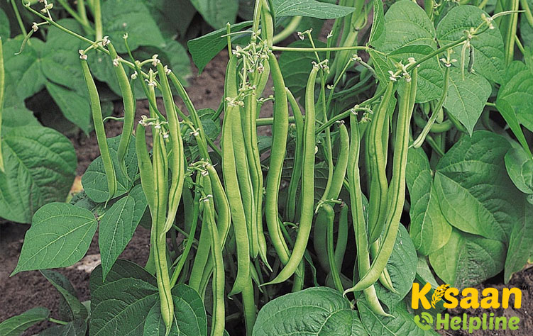 Chawla Phali/Lobia/Cowpea (चवला फली/कावेरी/लोबिया)